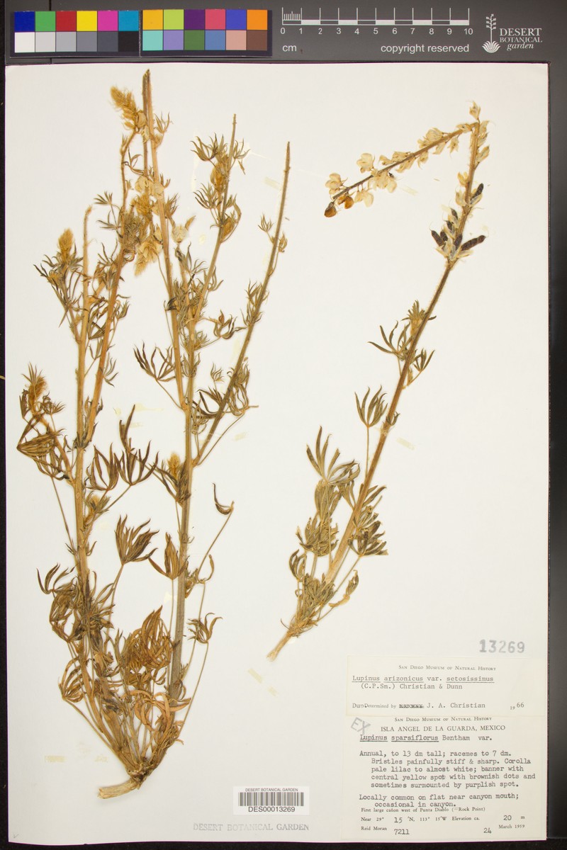 Lupinus arizonicus subsp. setosissimus