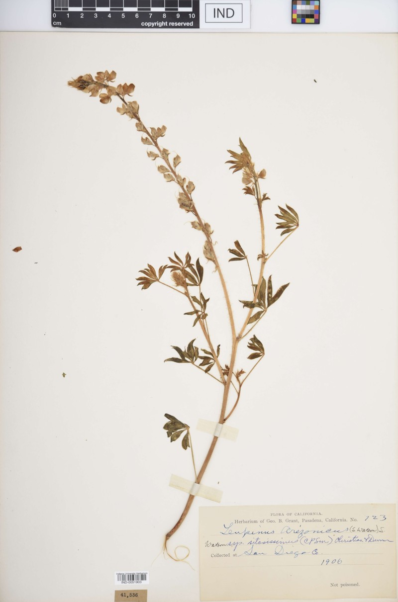 Lupinus arizonicus subsp. setosissimus photo 2