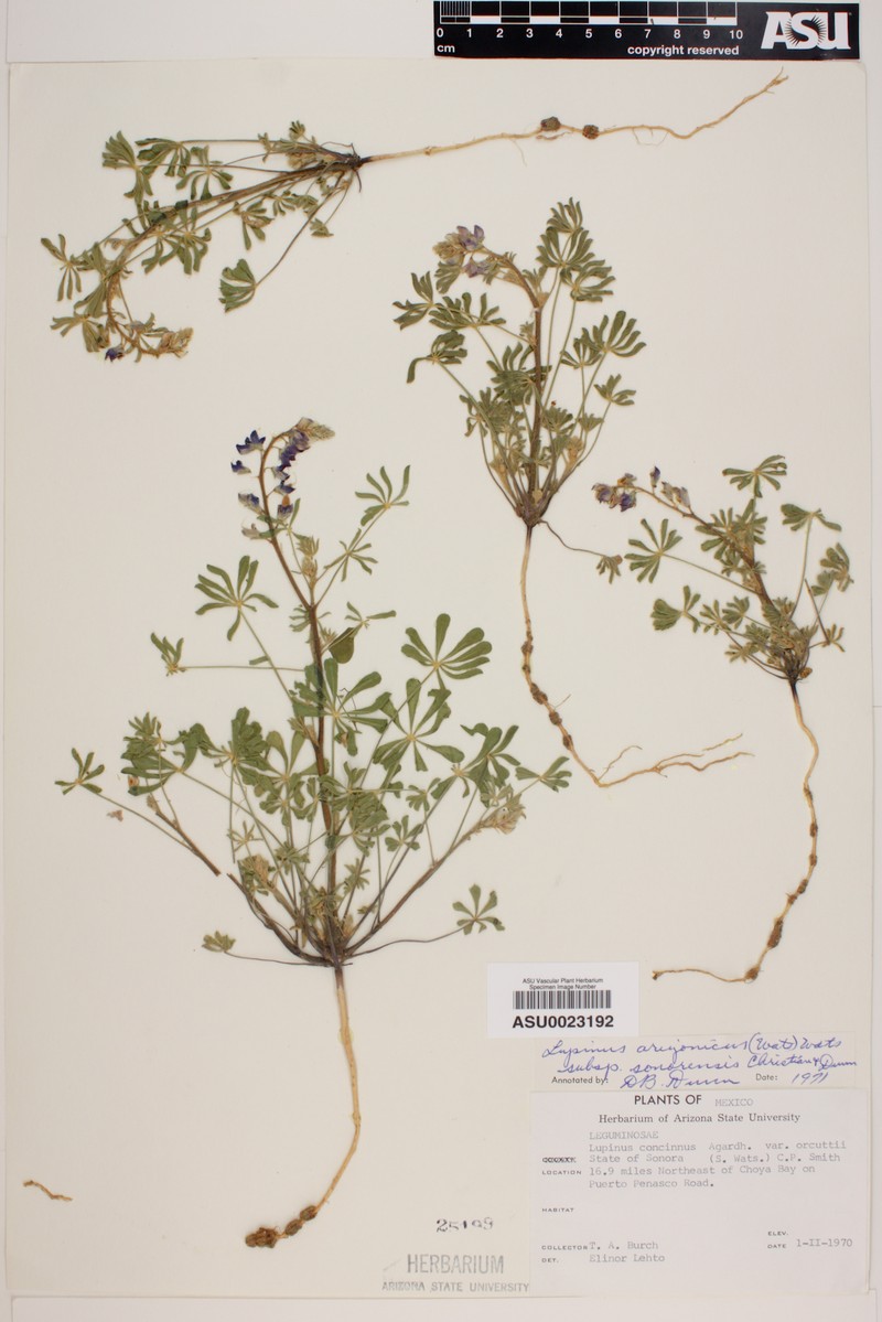 Lupinus arizonicus subsp. sonorensis