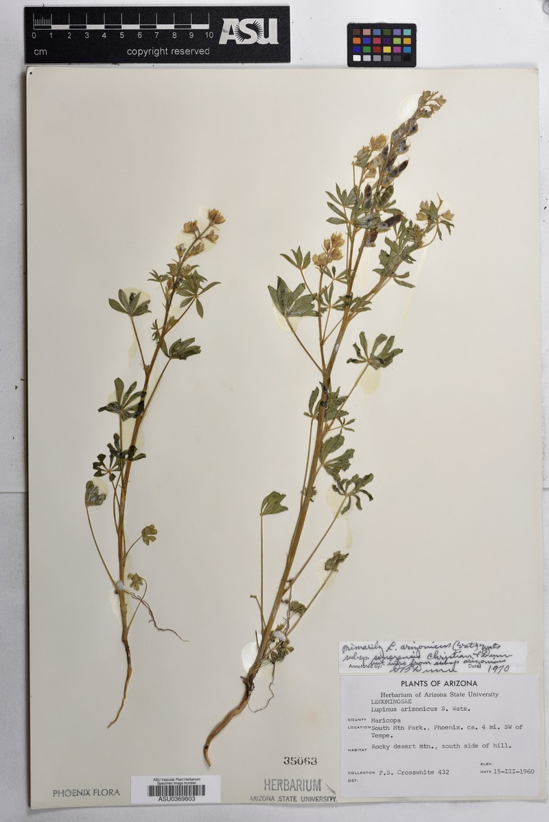 Lupinus arizonicus subsp. sonorensis photo 2