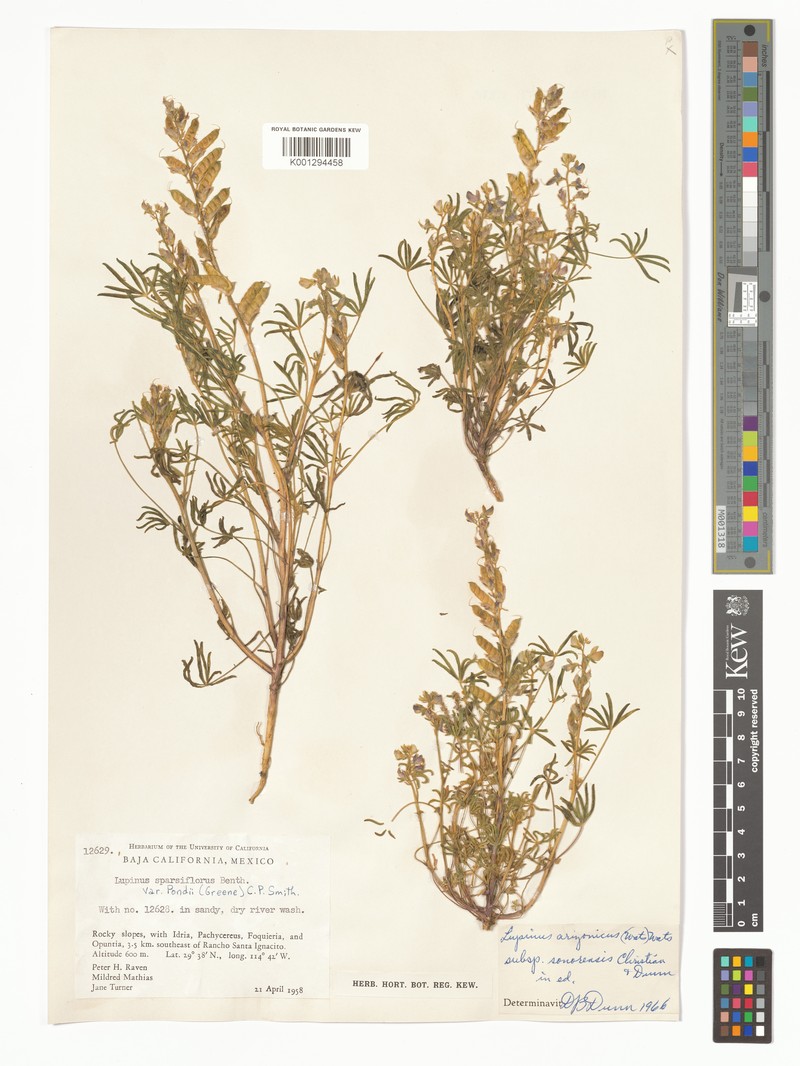 Lupinus arizonicus subsp. sonorensis photo 3
