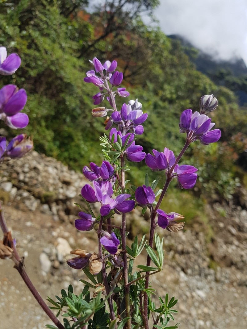 Lupinus arvensis