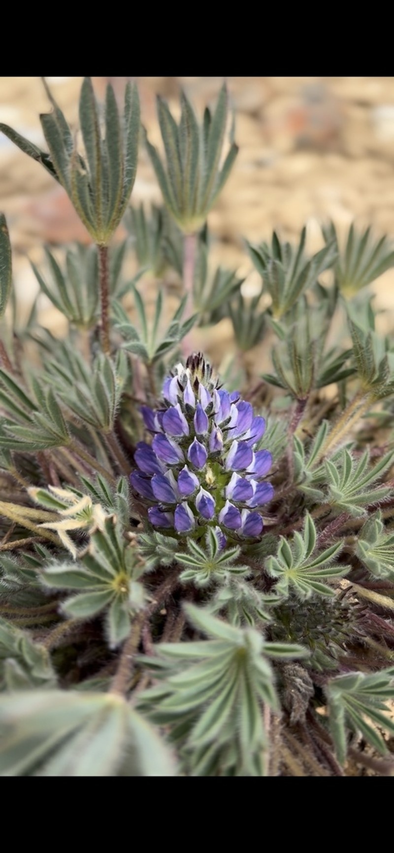 Lupinus asa-grayanus