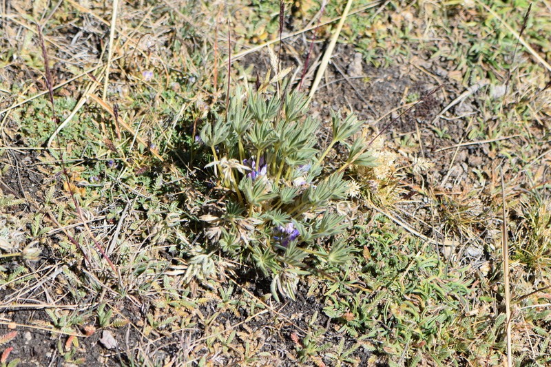 Lupinus asa-grayanus photo 2