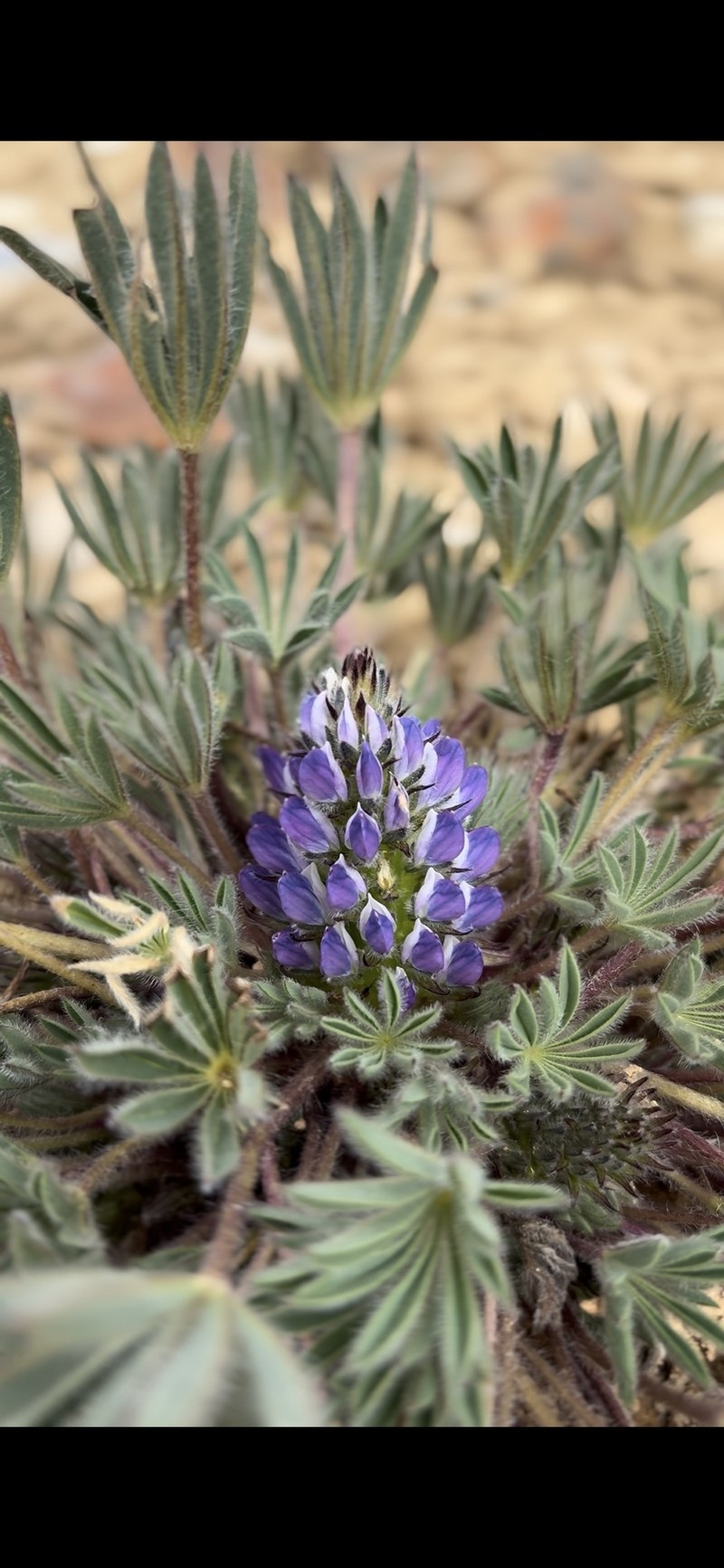 Lupinus asa-grayanus photo 3