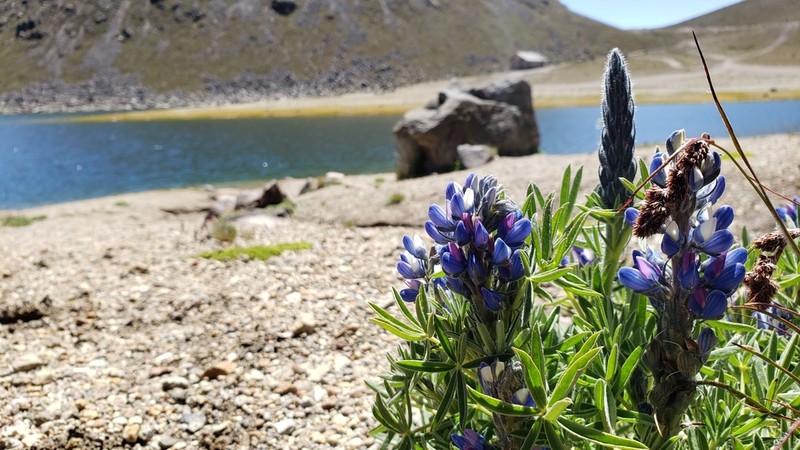 Lupinus aschenbornii