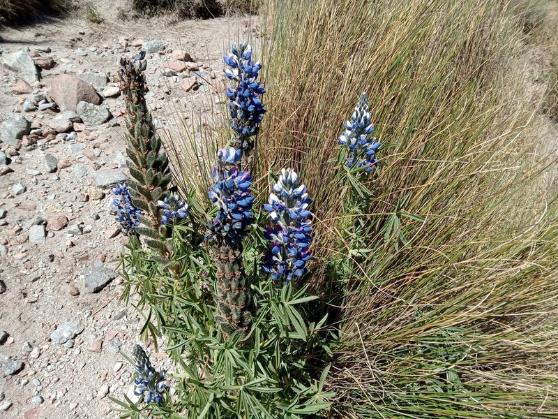 Lupinus aschenbornii photo 2