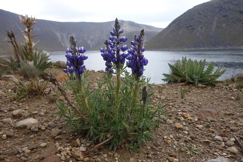Lupinus aschenbornii photo 3