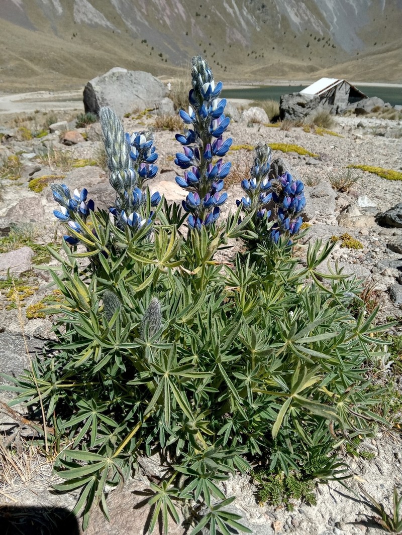 Lupinus aschenbornii photo 4