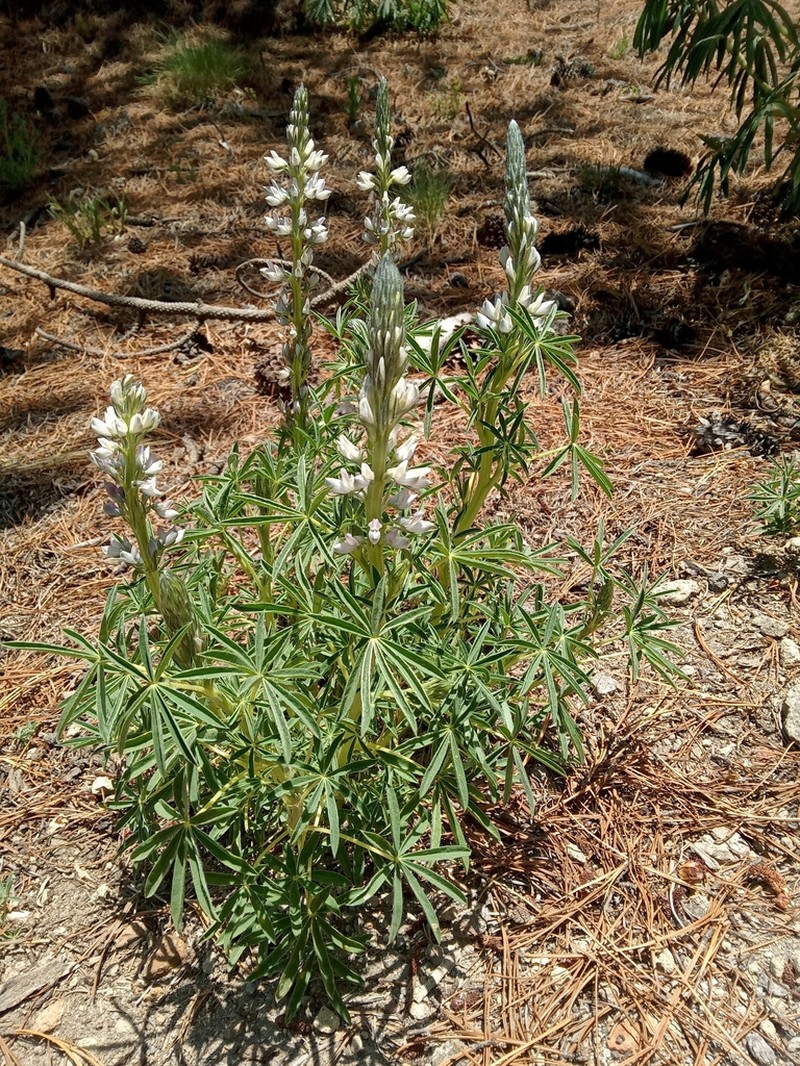 Lupinus aschenbornii photo 5