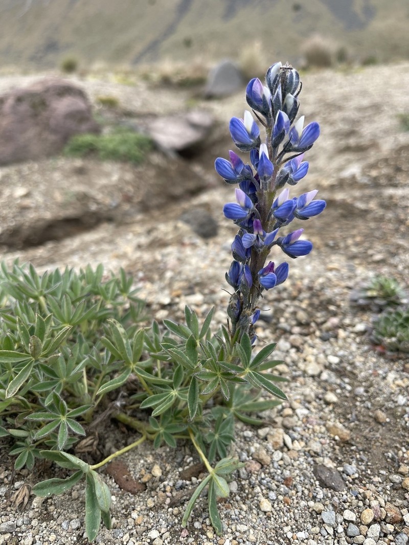 Lupinus aschenbornii photo 6