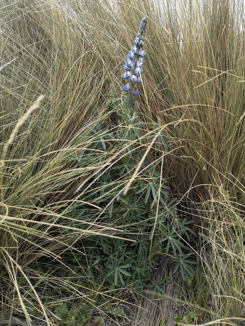 Lupinus aschenbornii photo 7