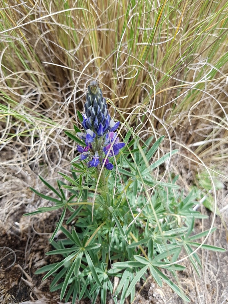 Lupinus aschenbornii photo 8