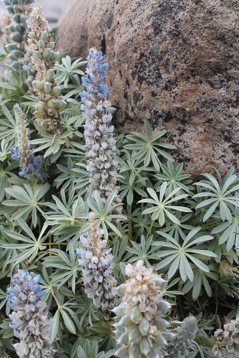 Lupinus asplundianus