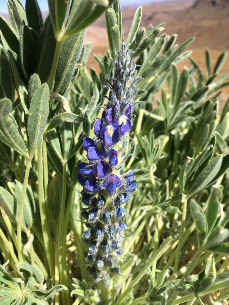 Lupinus asplundianus photo 2
