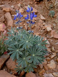 Lupinus atlanticus