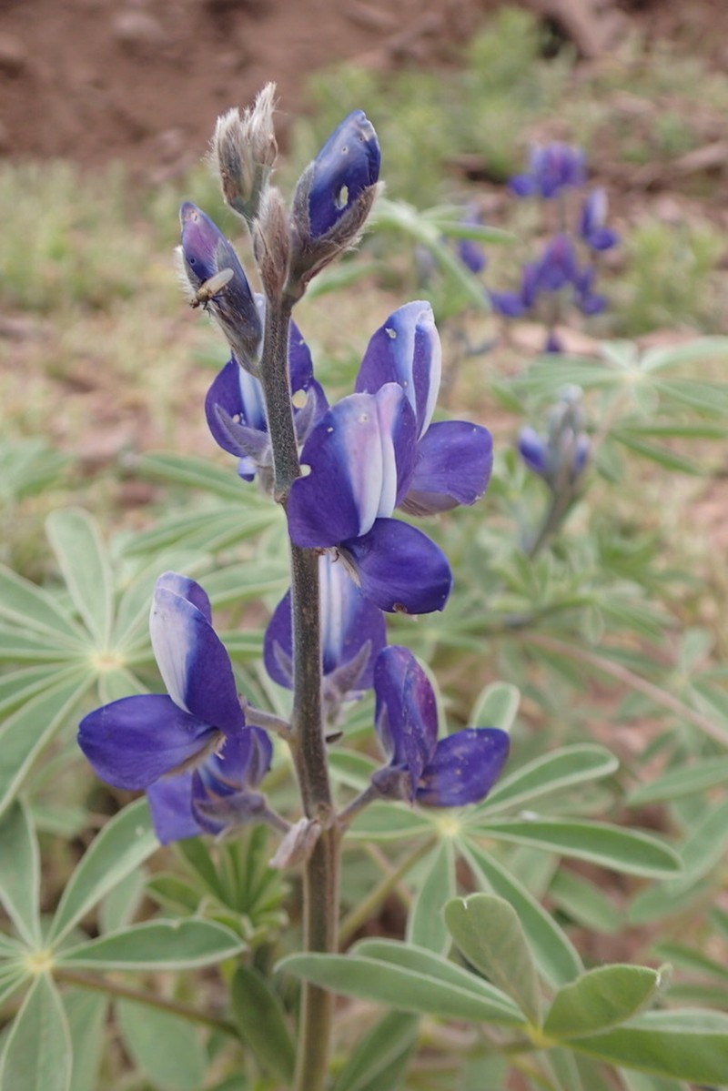 Lupinus atlanticus photo 2