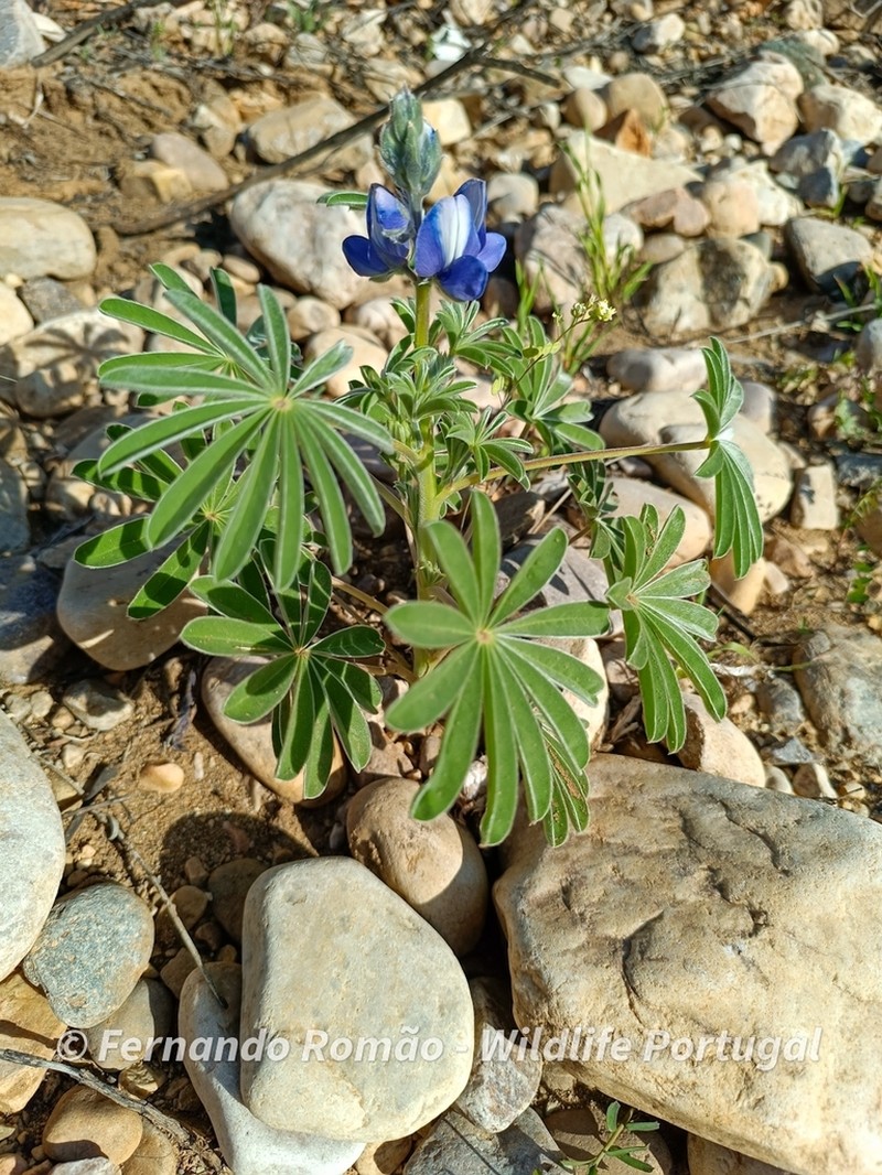 Lupinus atlanticus photo 3