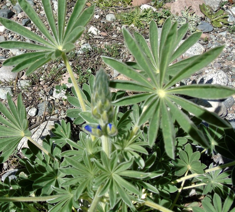 Lupinus atlanticus photo 4