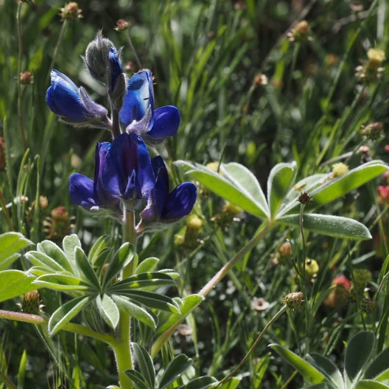 Lupinus atlanticus photo 5