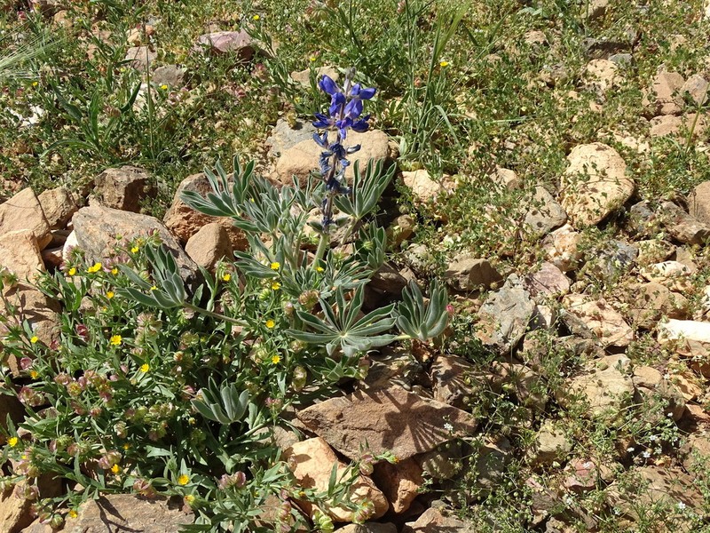 Lupinus atlanticus photo 6