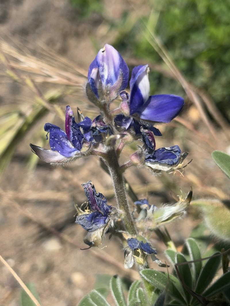 Lupinus atlanticus photo 7
