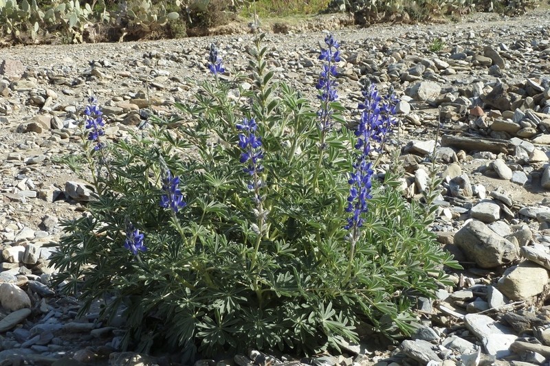 Lupinus atlanticus photo 8