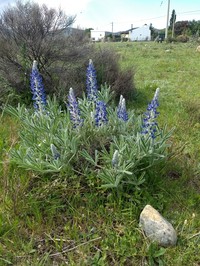 Lupinus aureonitens