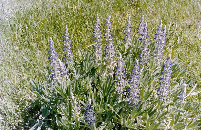 Lupinus aureonitens photo 2