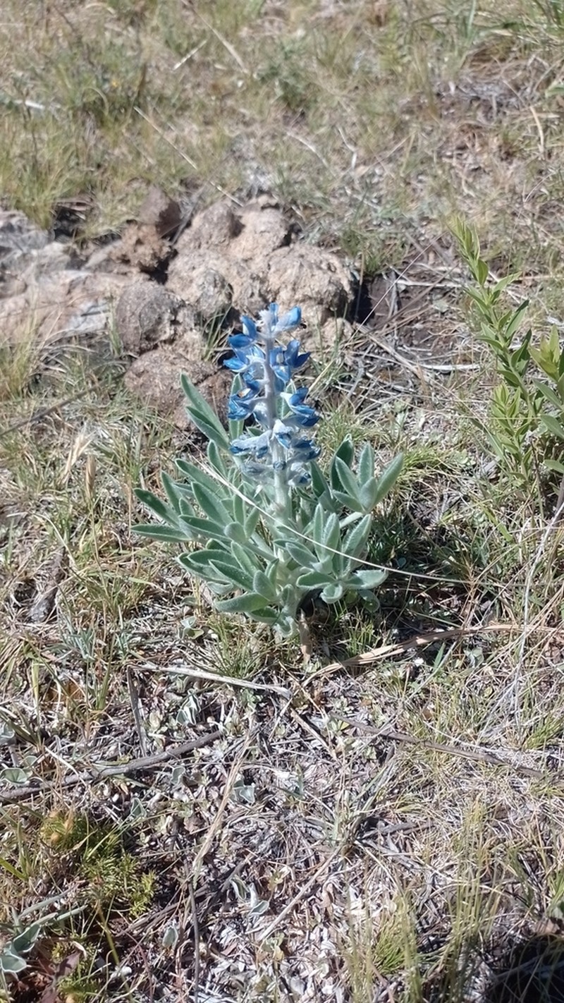 Lupinus aureonitens photo 3