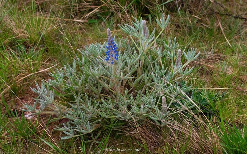 Lupinus aureonitens photo 4