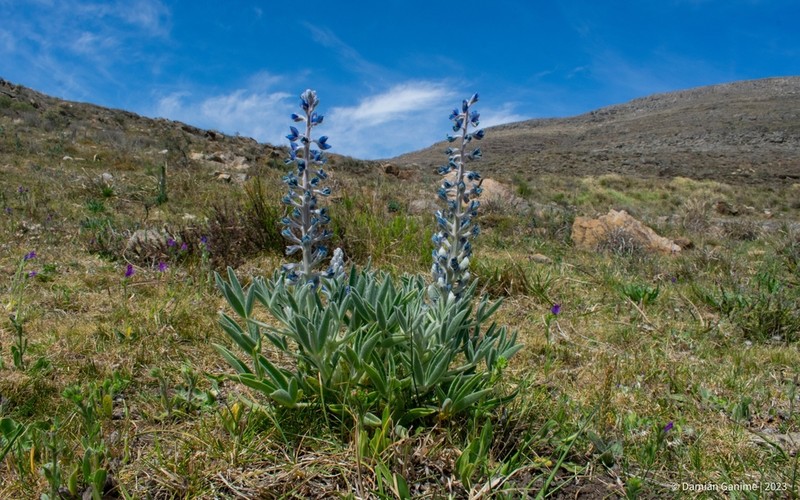 Lupinus aureonitens photo 5