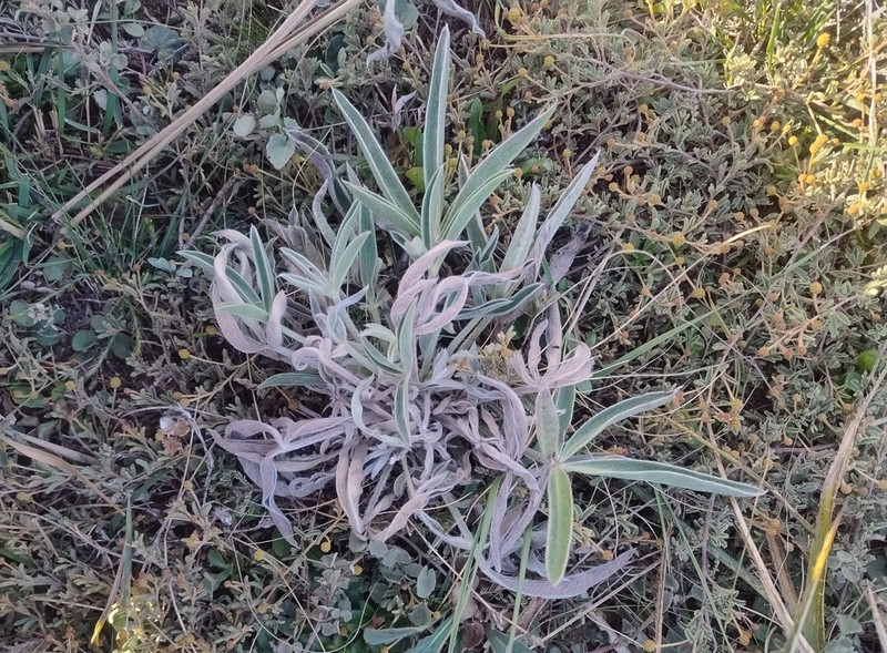 Lupinus aureonitens photo 6