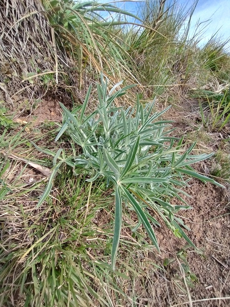 Lupinus aureonitens photo 7