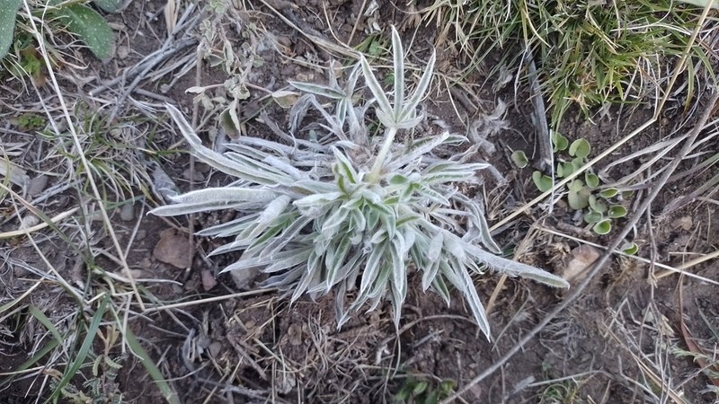 Lupinus aureonitens photo 8