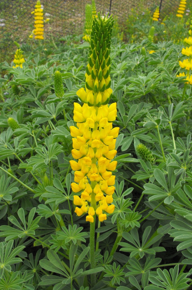 Lupinus aureus
