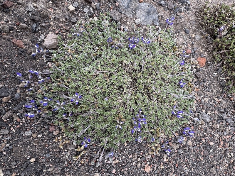 Lupinus austrohumifusus