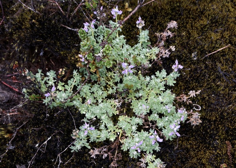 Lupinus austrohumifusus photo 2