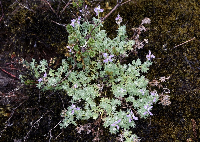 Lupinus austrohumifusus photo 3