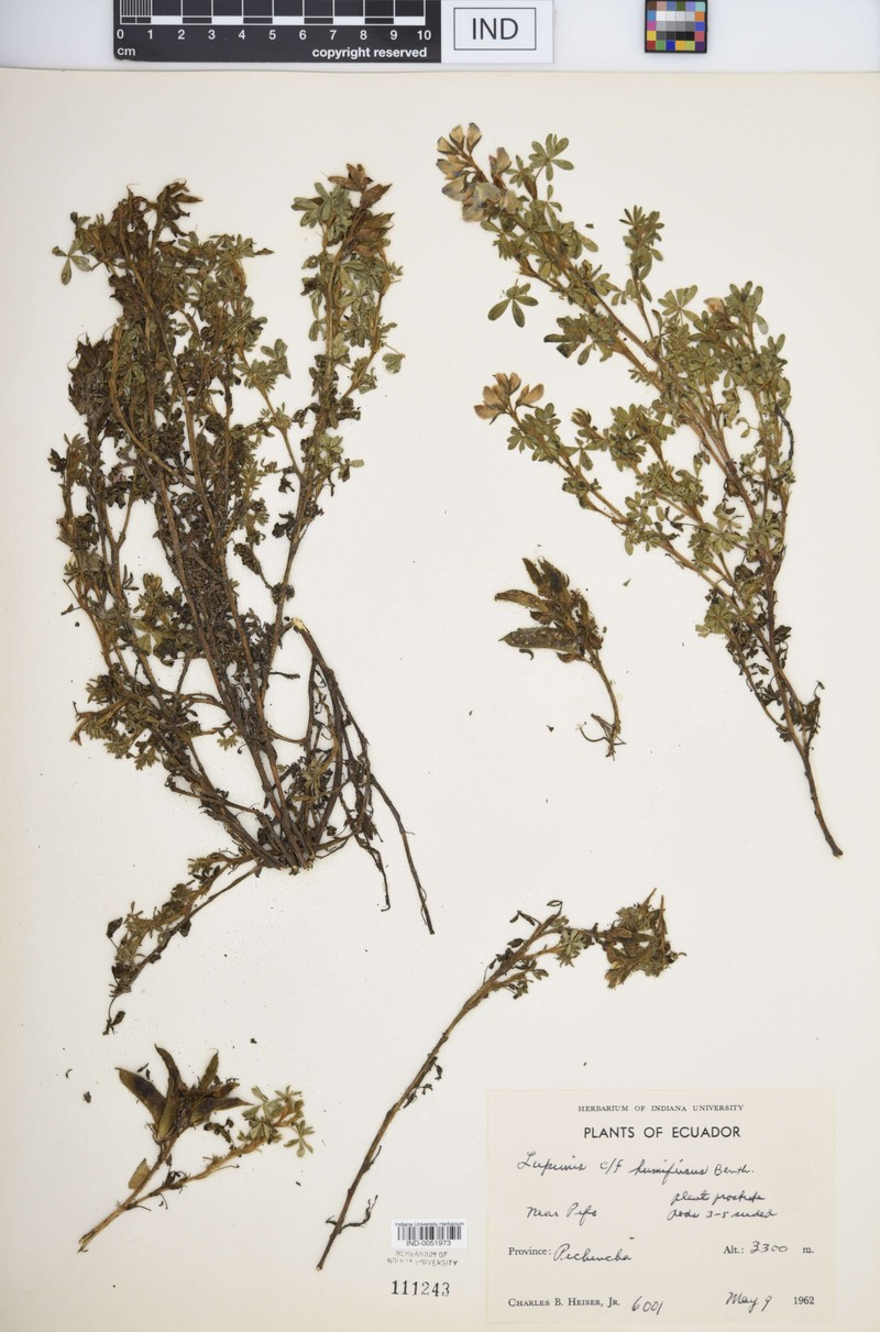 Lupinus austrohumifusus photo 4