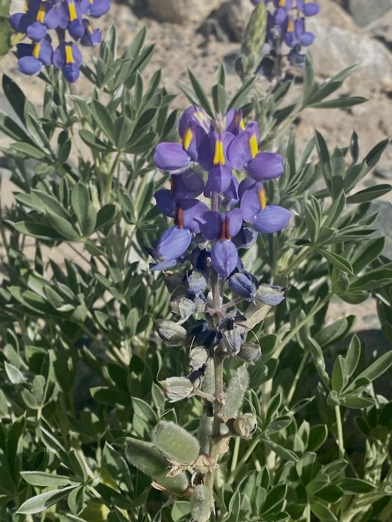 Lupinus austrorientalis photo 2