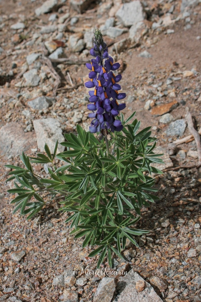 Lupinus austrorientalis photo 3
