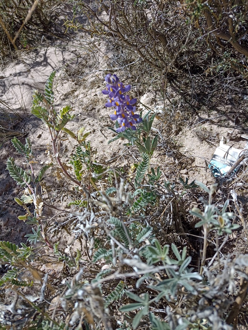 Lupinus austrorientalis photo 7