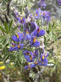 Lupinus ballianus