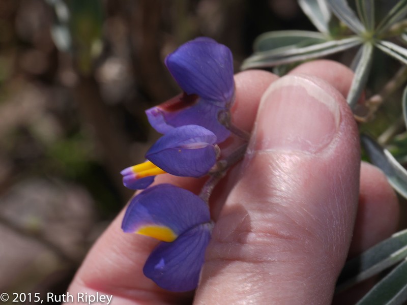 Lupinus ballianus photo 2