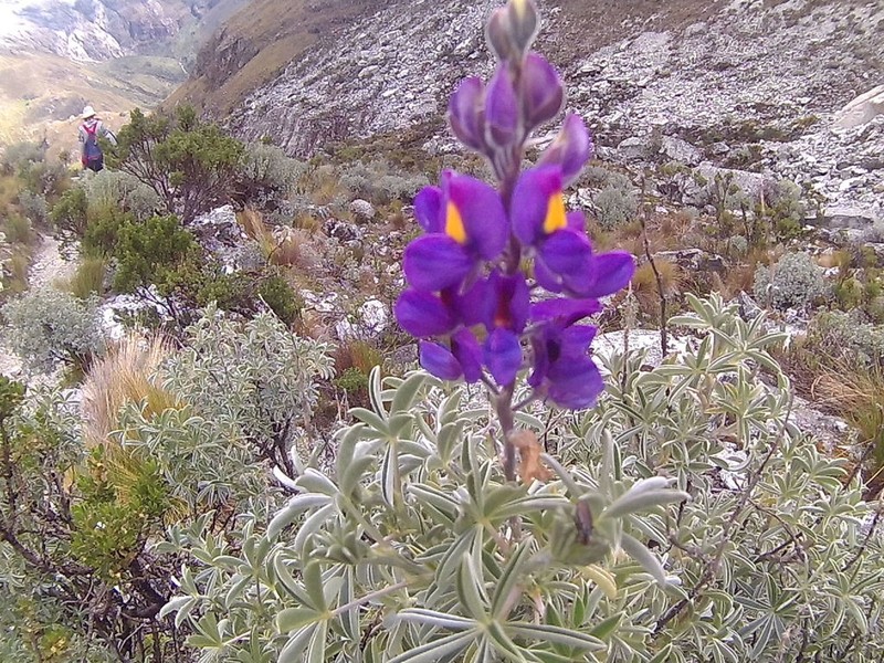 Lupinus ballianus photo 3