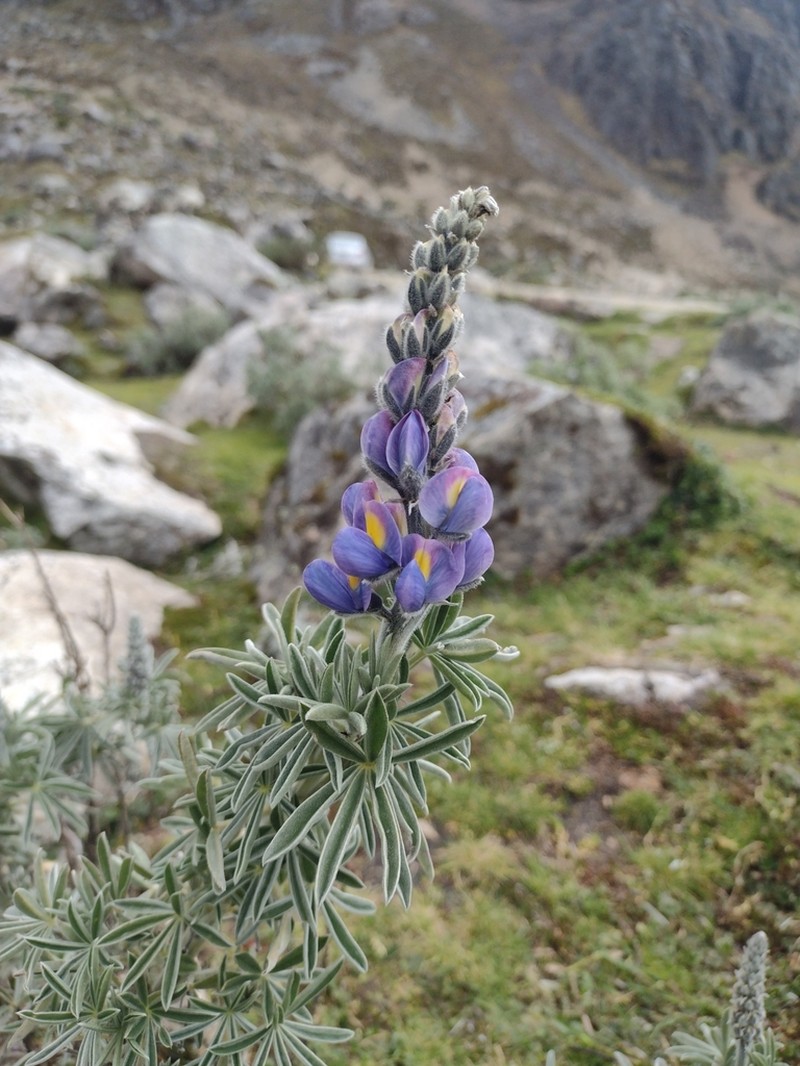 Lupinus ballianus photo 4