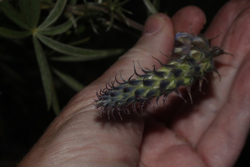 Lupinus ballianus photo 5