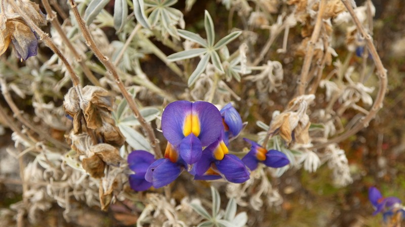 Lupinus ballianus photo 6