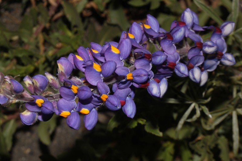 Lupinus ballianus photo 7